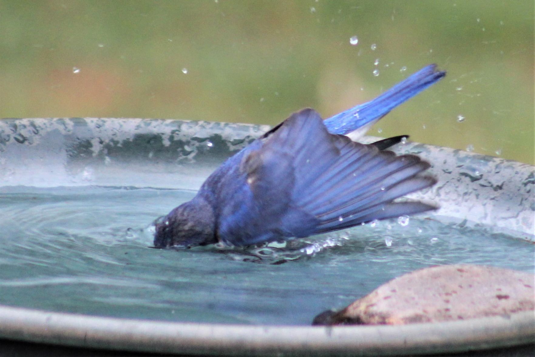 Bluebird dunks head